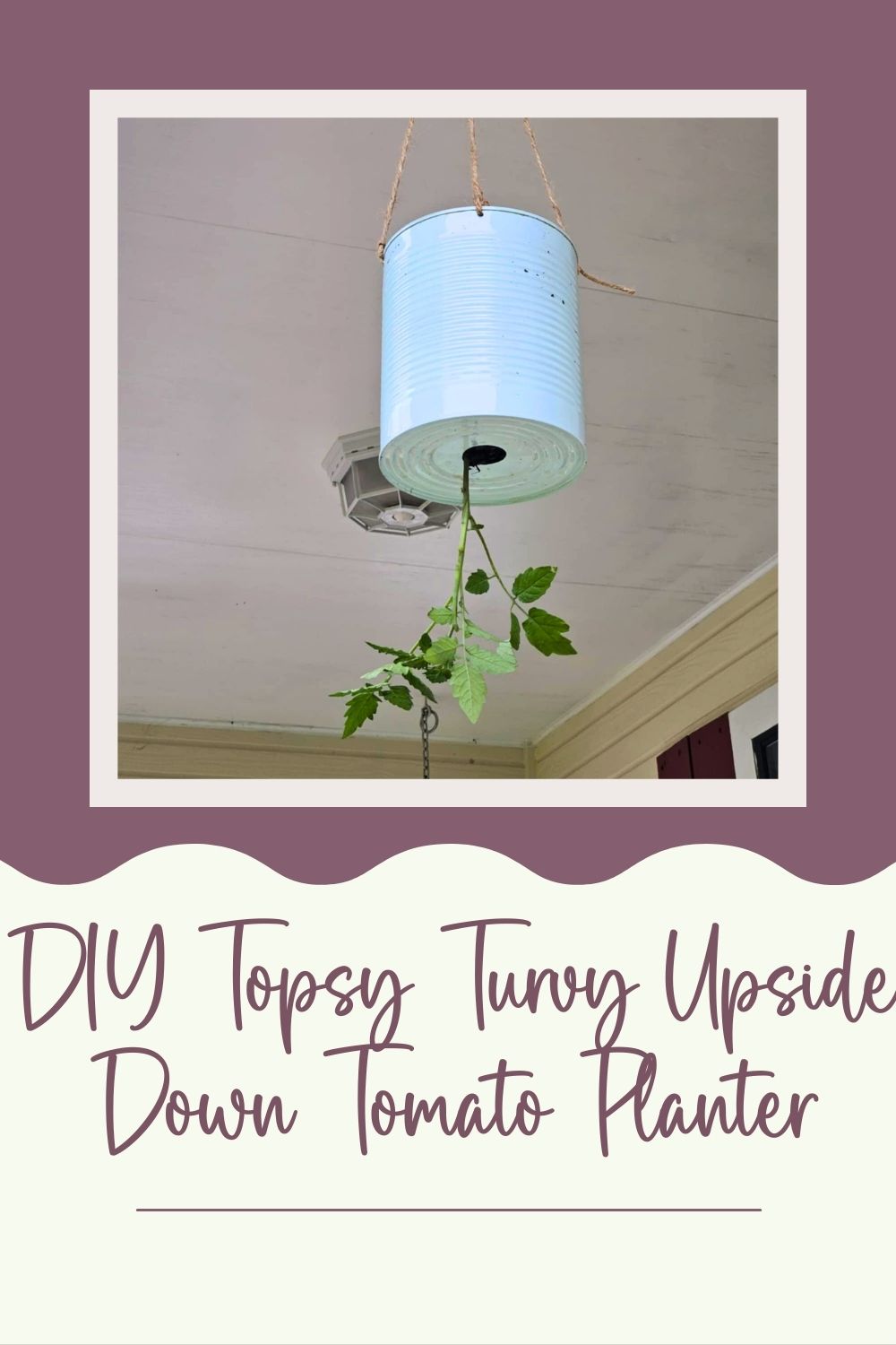 a picture of a tomato plant planted in a blue coffee can hanging upside down by down on a porch. There is a purple background and the text, 'diy topsy turvy upside down tomato planter.'
