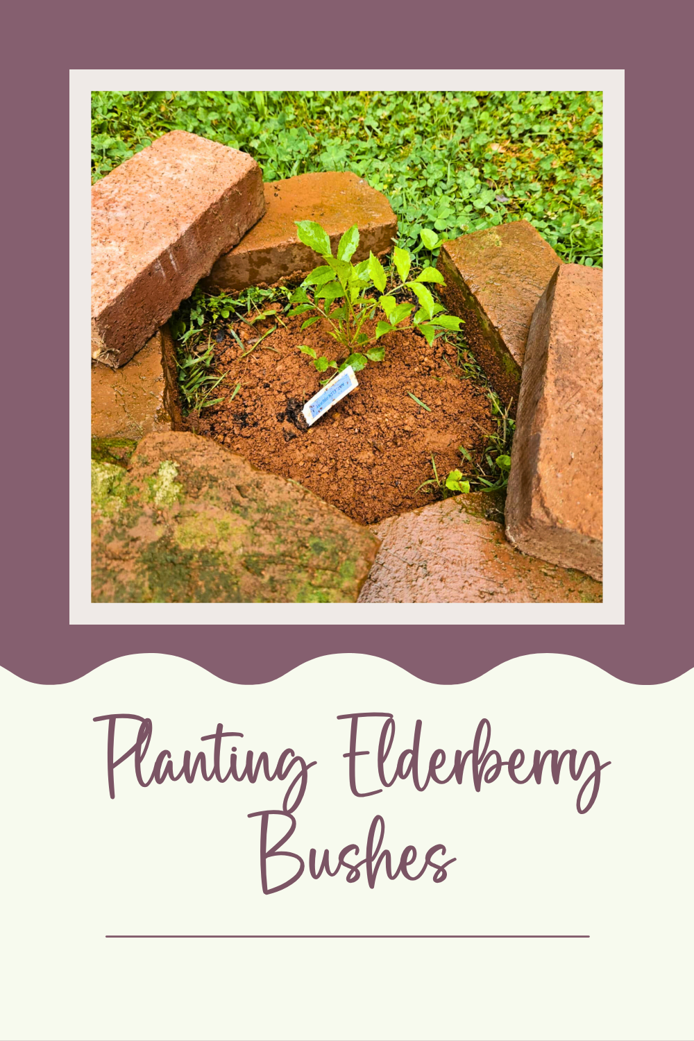 Planting Elderberry Bushes