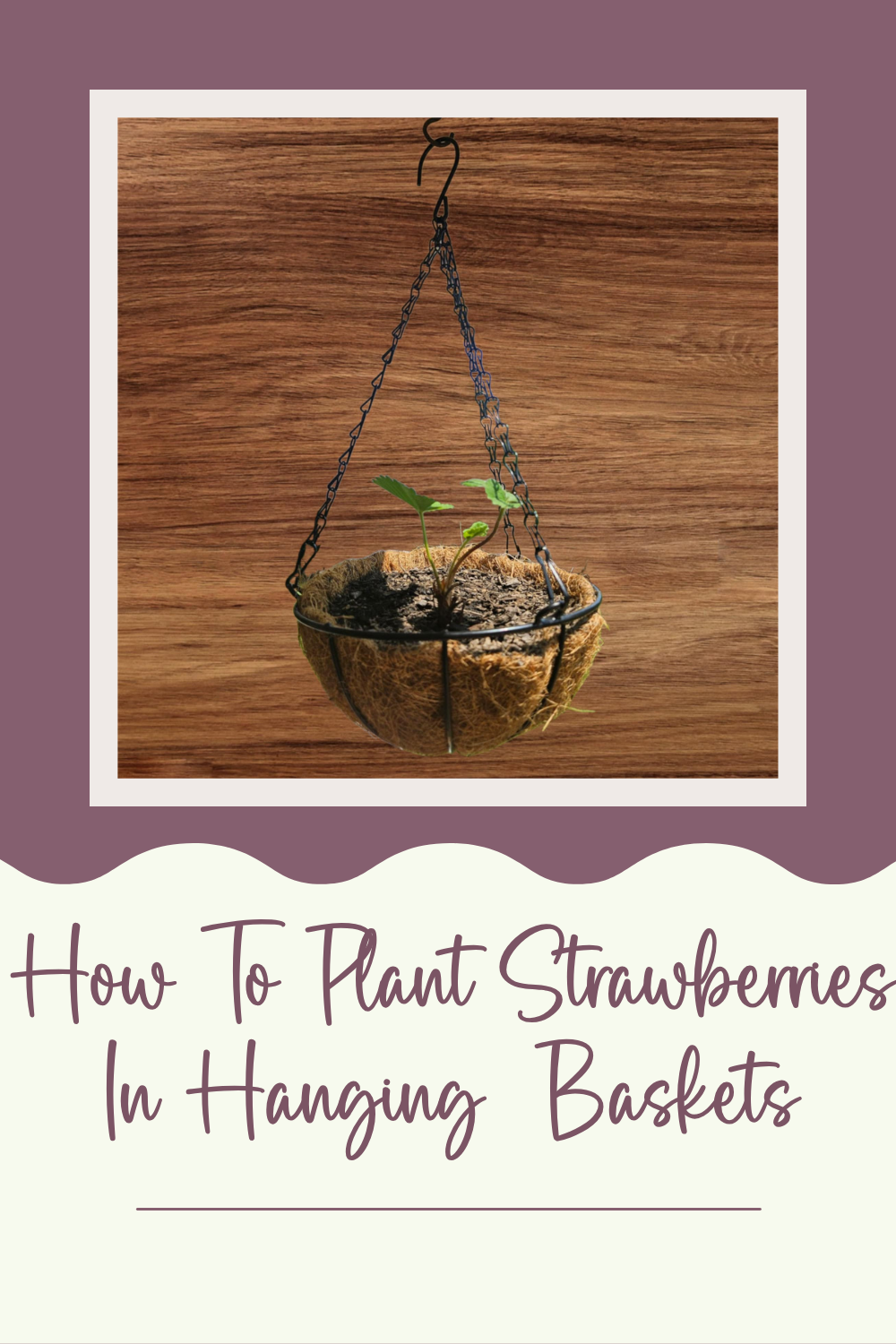 How To Plant Strawberries In Hanging Baskets