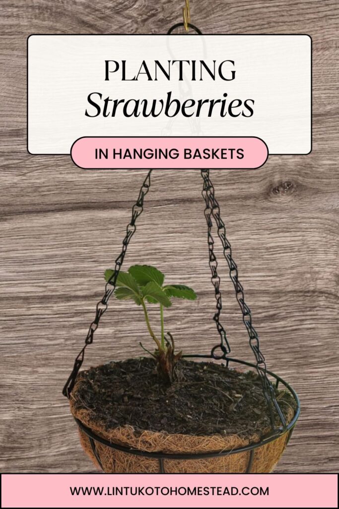 a picture of a strawberry plant in a hanging basket with a wood grain background and the text 'planting strawberries in hanging baskets'