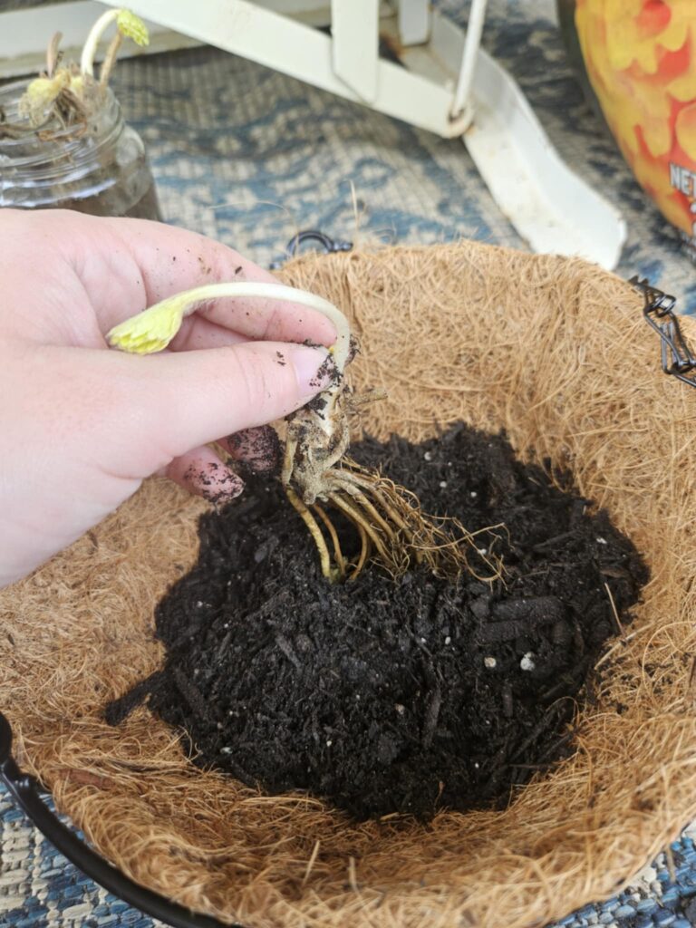 a woman holds a bare root strawberry plant over the soil in a hanging basket