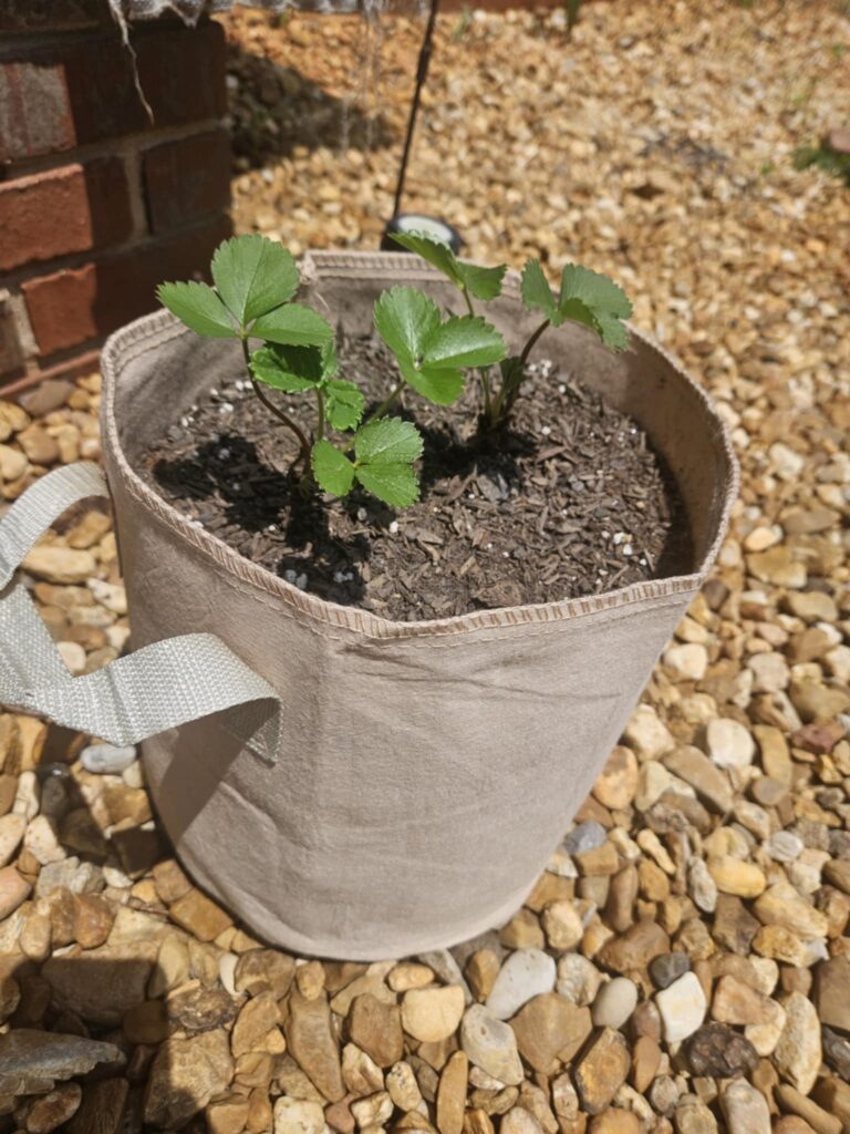 two strawberry plants in a 3 gallon fabric grow bag
